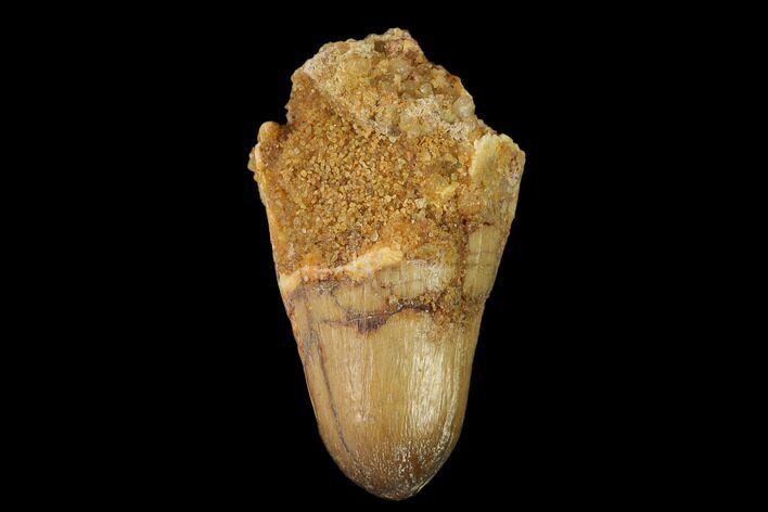 Cretaceous Fossil Crocodile Tooth - Morocco #140601